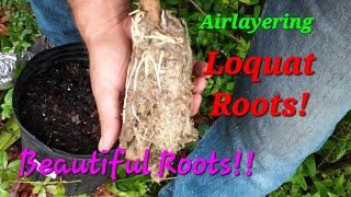 Airlayer Loquat Trees with Success 😍 Beautiful Roots [upl. by Ramunni]