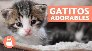 Vídeos de GATITOS BEBÉS 😻 ¡Gatos Tiernos y Graciosos [upl. by Hanover]