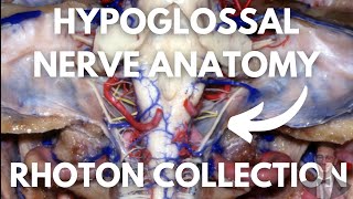 Hypoglossal Nerve Neuroanatomy  All What You Need to Know  Excpetional Neurosurgical Dissections [upl. by Rabbi703]