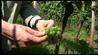 Wines of Germany Growing Regions Rheinhessen [upl. by Marabel]