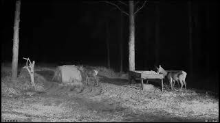 Hirvekaamera Cervus elaphus 20241016 few moments from last night [upl. by Repooc245]