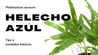 Helecho Azul Phlebodium aureum  Todo lo que Necesitas Saber para Mantenerlo Radiante [upl. by Lunseth]