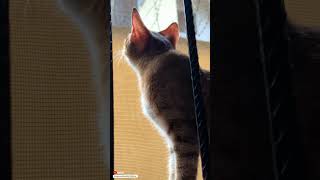 Cat Chirping Like a Bird  Cat Chirping and Chattering cat catvideos catchirping birdsounds [upl. by Notsirb585]