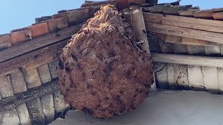 GIANT MURDER HORNET HUGE NEST REMOVAL INSIDE HOUSEVESPA MANDARINIAWASP MASSIVEYELLOW JACKETS [upl. by Akkinahs]