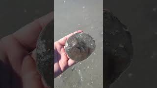 Sand dollars Daufuskie Island Are they alive nature [upl. by Mor]