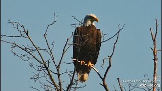 Decorah Eagles Mom above N1 and on the Mapletree  exploreorg 07012021 [upl. by Ita]