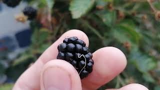 Navaho Blackberry  one of my all time favourite fruits [upl. by Greenlee]