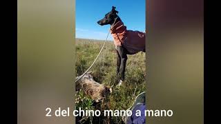 galgo corriendo liebre mano a mano [upl. by Nilrak]