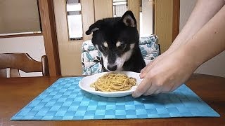 黒柴クロ 犬ごはん 納豆パスタ Shiba Inu Kuro Eats Natto Pasta [upl. by Appilihp]