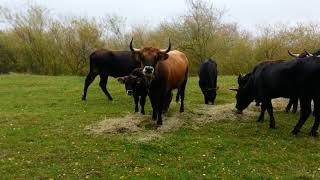 Taurus Auerochsen Rinder on the birch trail [upl. by Schnabel]