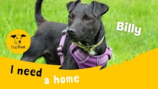 Billy the brilliant Patterdale Terrier  Dogs Trust Merseyside [upl. by Ysabel912]