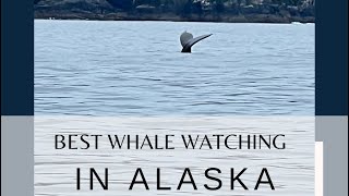 Best Whale Watching in Alaska [upl. by Correna]