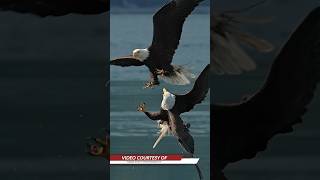 Two eagles fight over a fish in midair americanbird [upl. by Christabella]