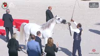 N 364 AMBER AL BEDAA Sharjah International Arabian Horse Festival 2024 Stallions 4 Years Old Se [upl. by Celinda]