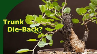 Bonsai DieBack  Myths and misunderstandings [upl. by Tenrag]