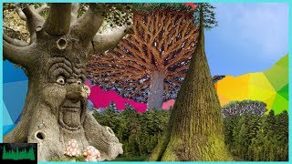 TOP 6 Most Common Trees In The World  Nature spaces [upl. by Arok856]