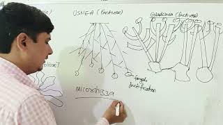 LICHENS KINGDOM FUNGI CLASS 11 BIOLOGY FOR NEET BEST HANDWRITTENNOTES [upl. by Soisinoid928]