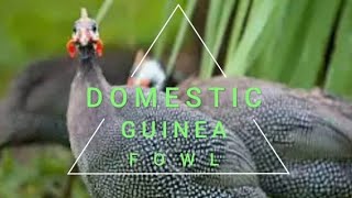 Guinea Fowl call sounds running 🌈 asmr asmrsounds shortsvideo [upl. by Anytsirk721]