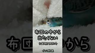 【インコ】布団の中から出たくない 打首極門同好会 インコver shorts [upl. by Canning]