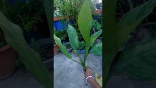 খুব সহজেই লাগান এই গাছ🤓🤷😄how to grow dieffenbachia indoor plant cuttingshorts ytshorts minivlog [upl. by Etnuhs837]