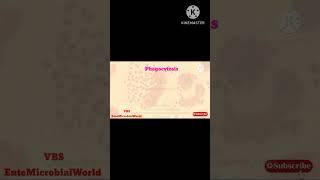 Phagocytosis amp N gonorrhoeae EnteMicrobialWorld microbiology microbes shortsfeed biology yt [upl. by Hcab]