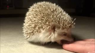 Two Hedgehog Bite Attacks In Slow Motion [upl. by Juliette]