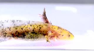 Marbled Split Mosaic GoldenWild Axolotl [upl. by Trojan169]