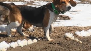 Skyviews Beagles EZ Solo Northern WV Beagle Club March 8th 2014 [upl. by Itram]