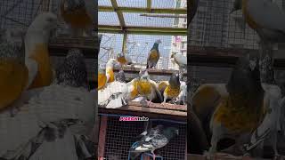 High flyer  Kabutar  attitude  pigeonlovers  channel ko  subscribe kare [upl. by Clayson]