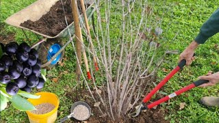 Aronia pruning and fertilization Do it like this [upl. by Nnylassej]