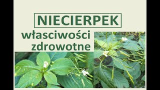 Niecierpek pospolity drobnokwiatowy gruczołowaty  właściwości zastosowanie Jak rozpoznać [upl. by Xaviera]