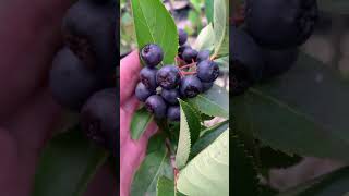 Aronia Berry Plants for Sale at DiMeos Berry Plant Nursery [upl. by Akapol60]