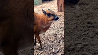 This is a “Mouse Deer” Super Cute Small Hoofed Mammal [upl. by Ajin]