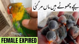 Fisher Love Birds Chicks Care after Sudden Death of Female Parrot Fisher Parrot birdscare bird [upl. by Wellington166]