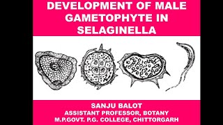 Development of Male Gametophyte in Selaginella by Sanju Balot [upl. by Yhprum]