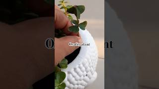 Oxalis plant of repotting❤Trancplant oxalis plantgardening plants shorts youtubeshorts [upl. by Sculley]