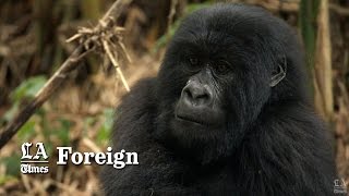 Protecting Gorillas And More In Congos Virunga National Park  Los Angeles Times [upl. by Ule]