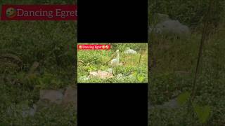 Cattle EgretEgret is dancing as he got foodEgreturban bird [upl. by Hurwit]