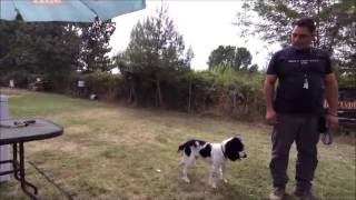 English Springer Spaniel Training [upl. by Possing780]