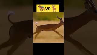 Hyena attacks deers babies😱hyena attack animals shorts viralvideo viralvideo [upl. by Iva]