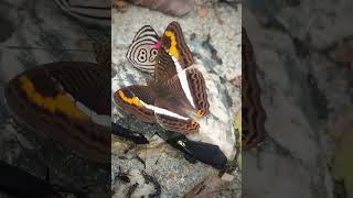 Mariposas hermanas Adelpha corcyra ssp collinaFamilia NymphalidaeTribu Limenitidinibutterflyfly [upl. by Eikin]