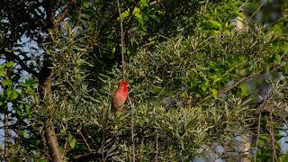 Песня обыкновенной чечевицы Carpodacus erythrinus [upl. by Thirion523]