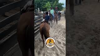 Só moendo cuidha 📿📿🔥 fy vaquejada cavalo cavalos cavalomarchador vaqueiro rodeio agro [upl. by Kerin930]