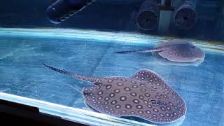 Freshwater stingrays eating hikari carnivore pellets [upl. by Nymrak]