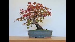 Andromeda Pieris Bonsai Tree  Pieris japonica [upl. by Cocke]