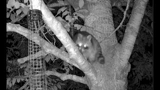 Waschbär Vogelfutter im Garten [upl. by Bennir]