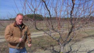 Pruning a Mature Peach Tree [upl. by Sinnel]