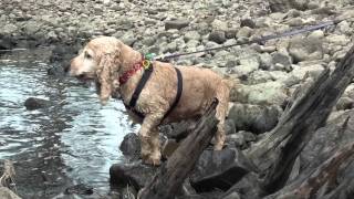 cocker spaniel barking [upl. by Htiaf794]