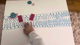 Signal Transduction Pathways [upl. by Anirdnaxela397]