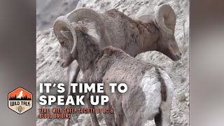 Its Time to Speak Up w Wild Sheep Society of BC and Blood Origins  Wild Talk S3 Ep15 [upl. by Chuipek]